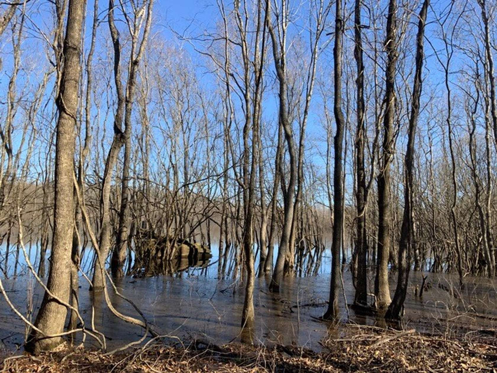 158 Acres of Recreational Land for Sale in Jena, Louisiana