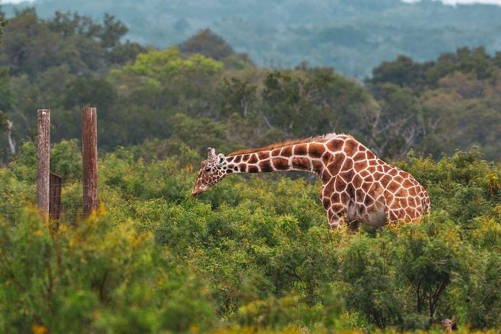 105 Acres of Land for Sale in Mountain Home, Texas