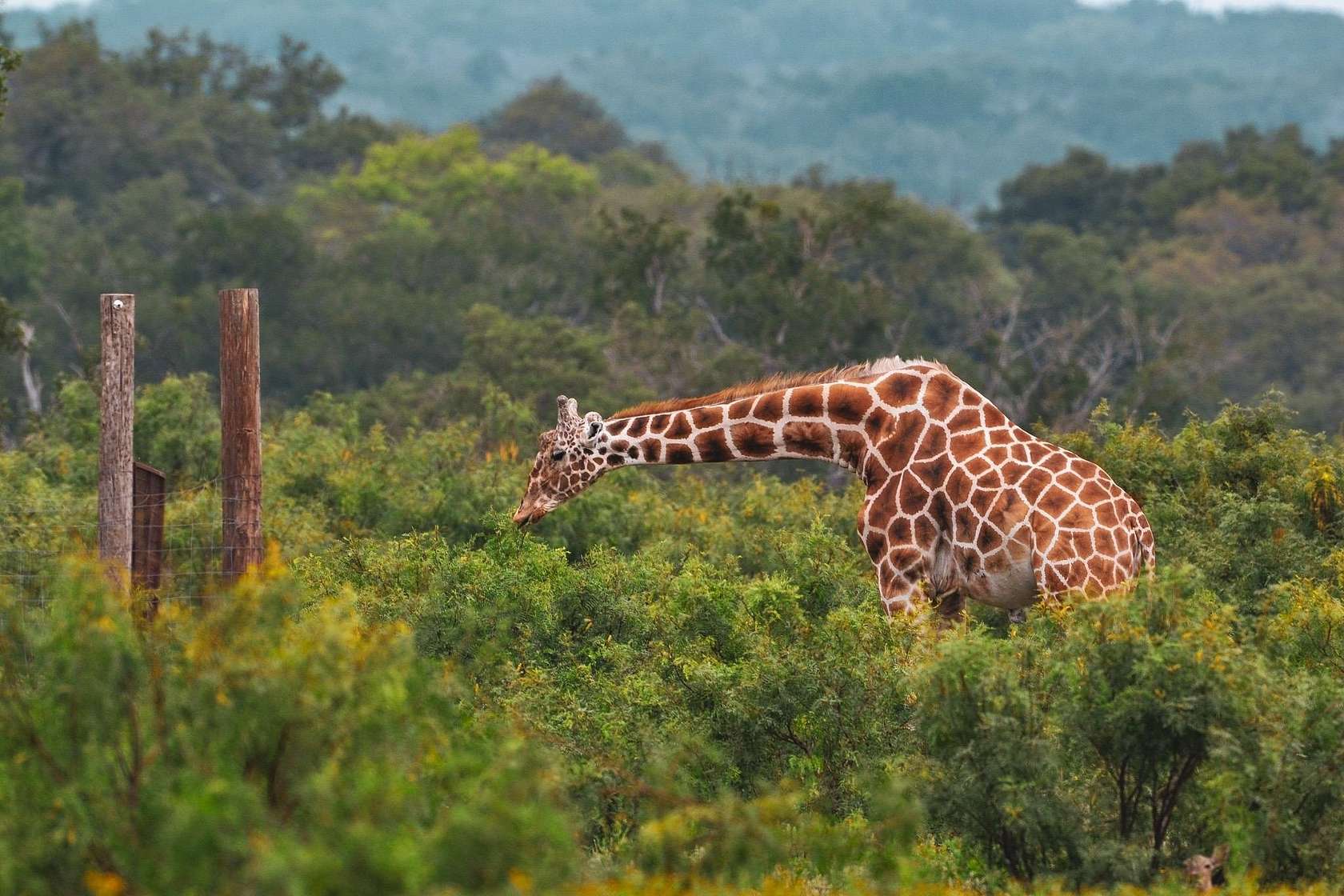 105 Acres of Recreational Land & Farm for Sale in Mountain Home, Texas