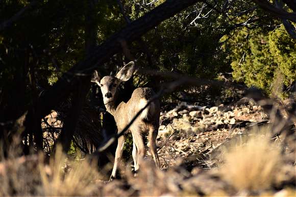 20.3 Acres of Land for Sale in Mountainair, New Mexico - LandSearch