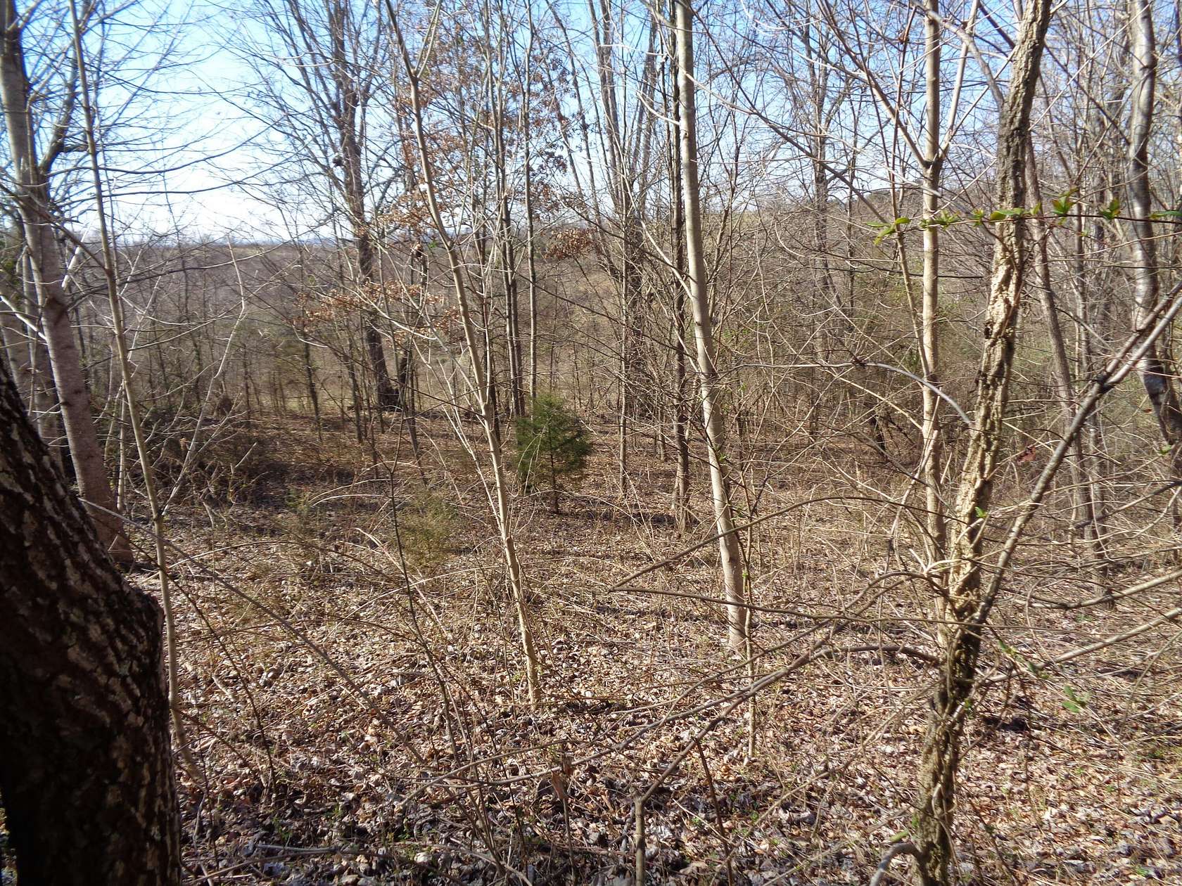 1 Acre of Residential Land for Sale in Rutledge, Tennessee