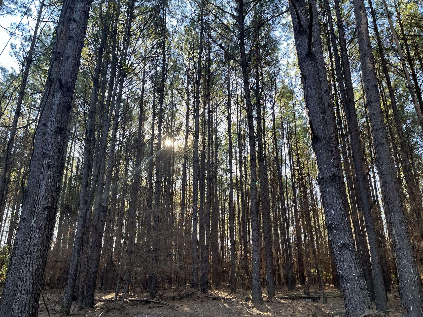 40 Acres of Recreational Land & Farm for Sale in Camden, Arkansas