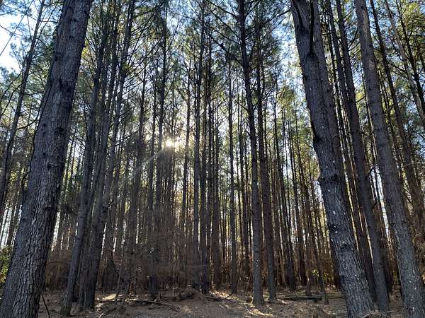 40 Acres of Recreational Land & Farm for Sale in Camden, Arkansas