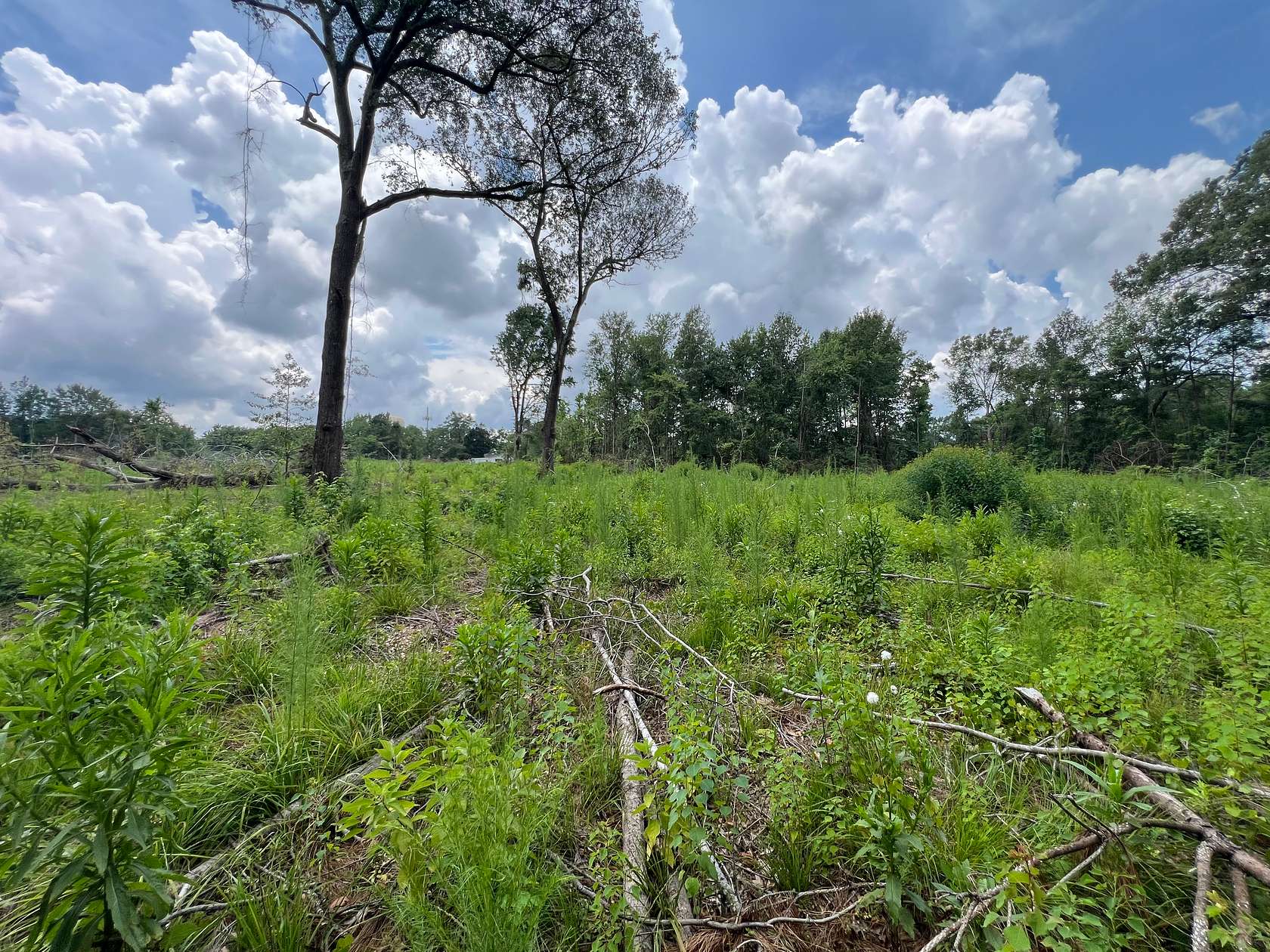 7 Acres of Agricultural Land for Sale in Magnolia, Arkansas