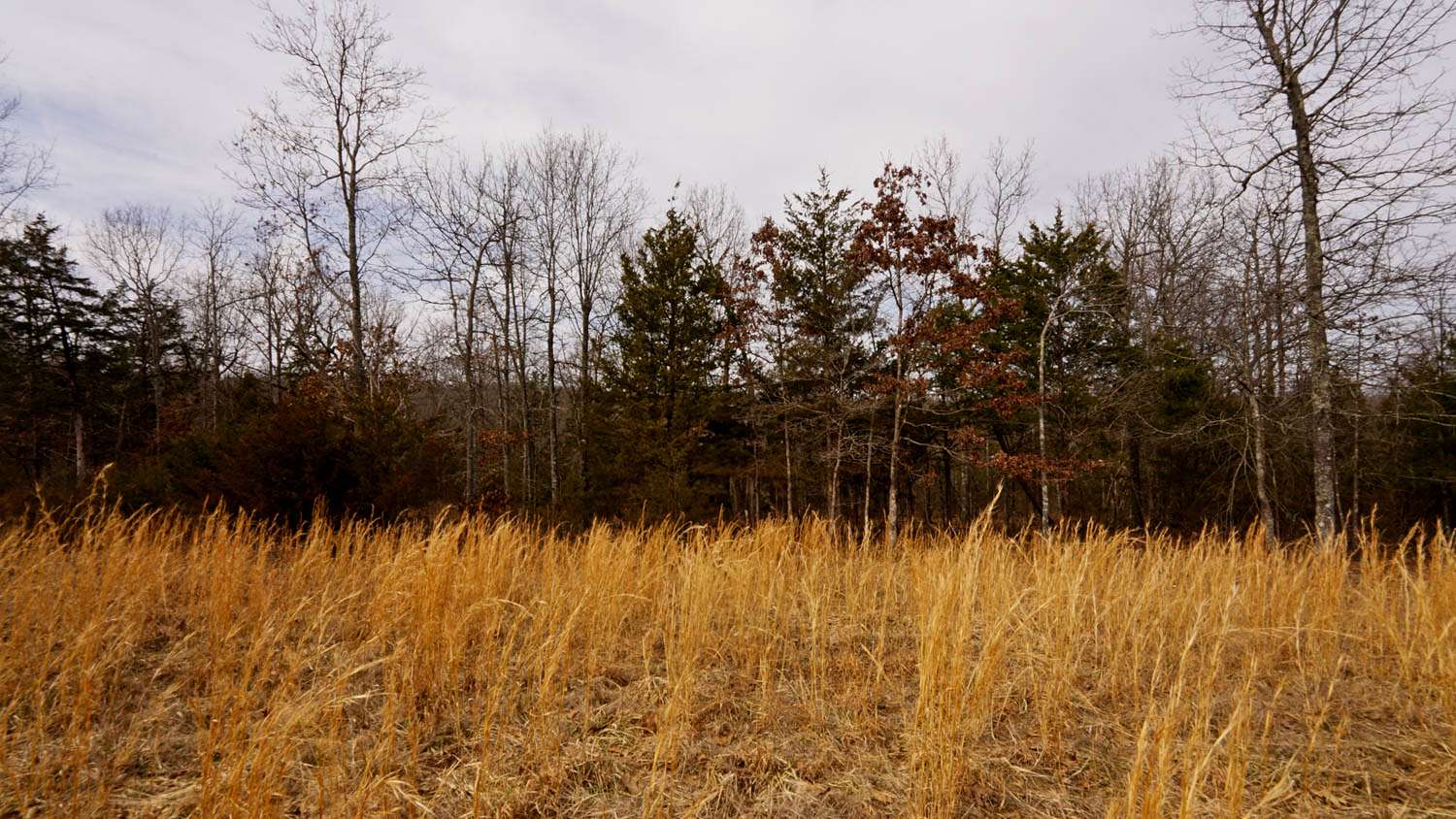 4.45 Acres of Land for Sale in Gepp, Arkansas