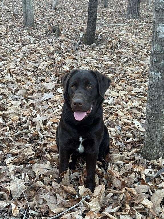 5.26 Acres of Land for Sale in Providence, North Carolina