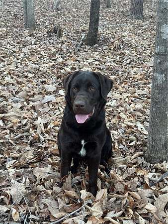 5.26 Acres of Land for Sale in Providence, North Carolina