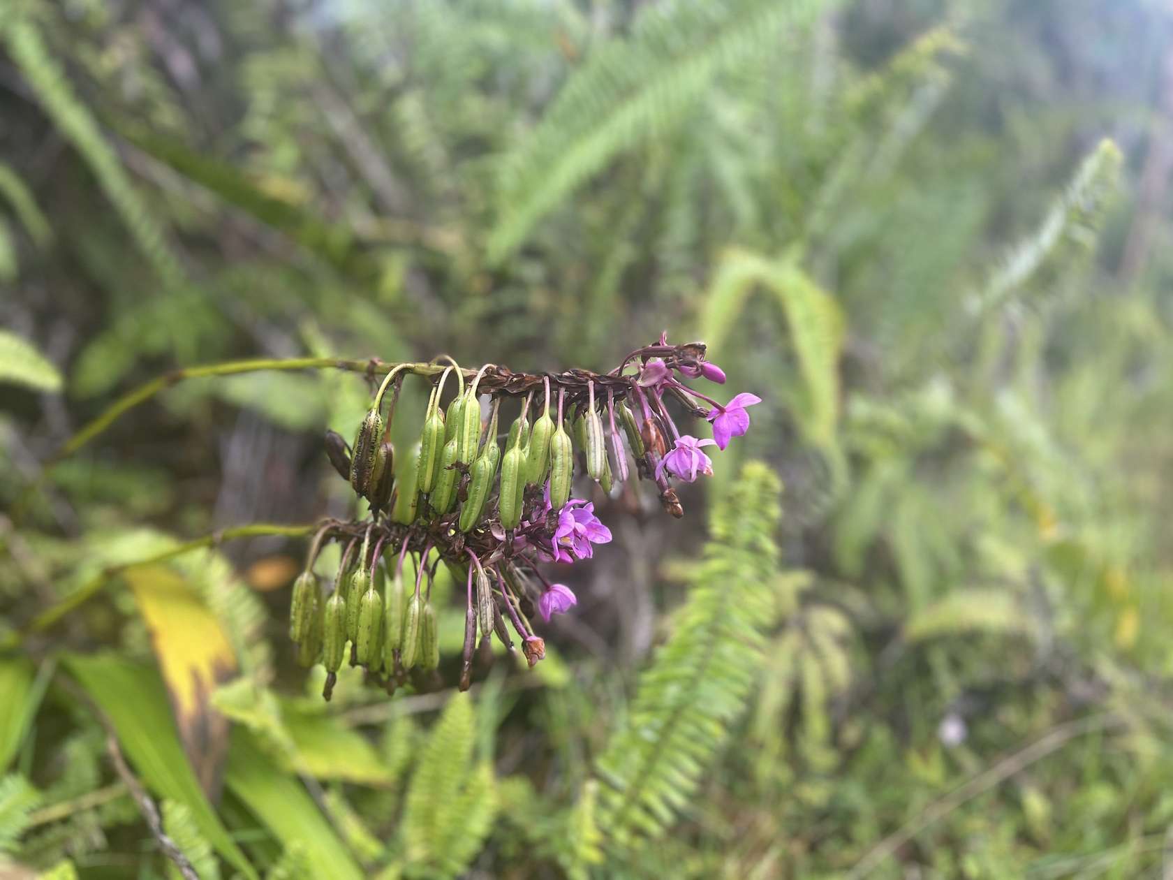 3 Acres of Land for Sale in Mountain View, Hawaii