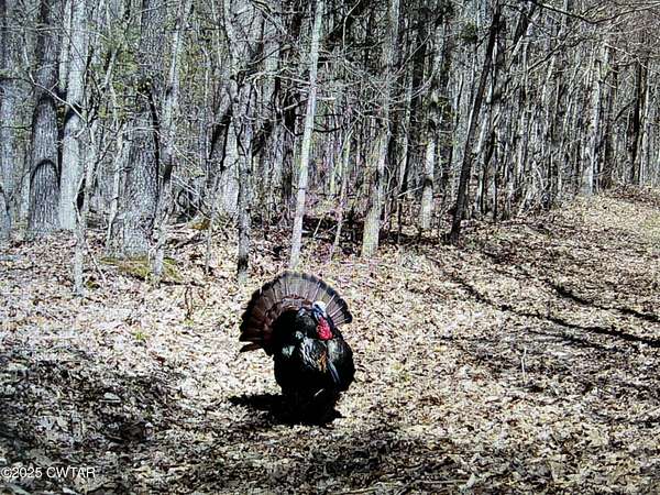 10.2 Acres of Recreational Land for Sale in Medon, Tennessee