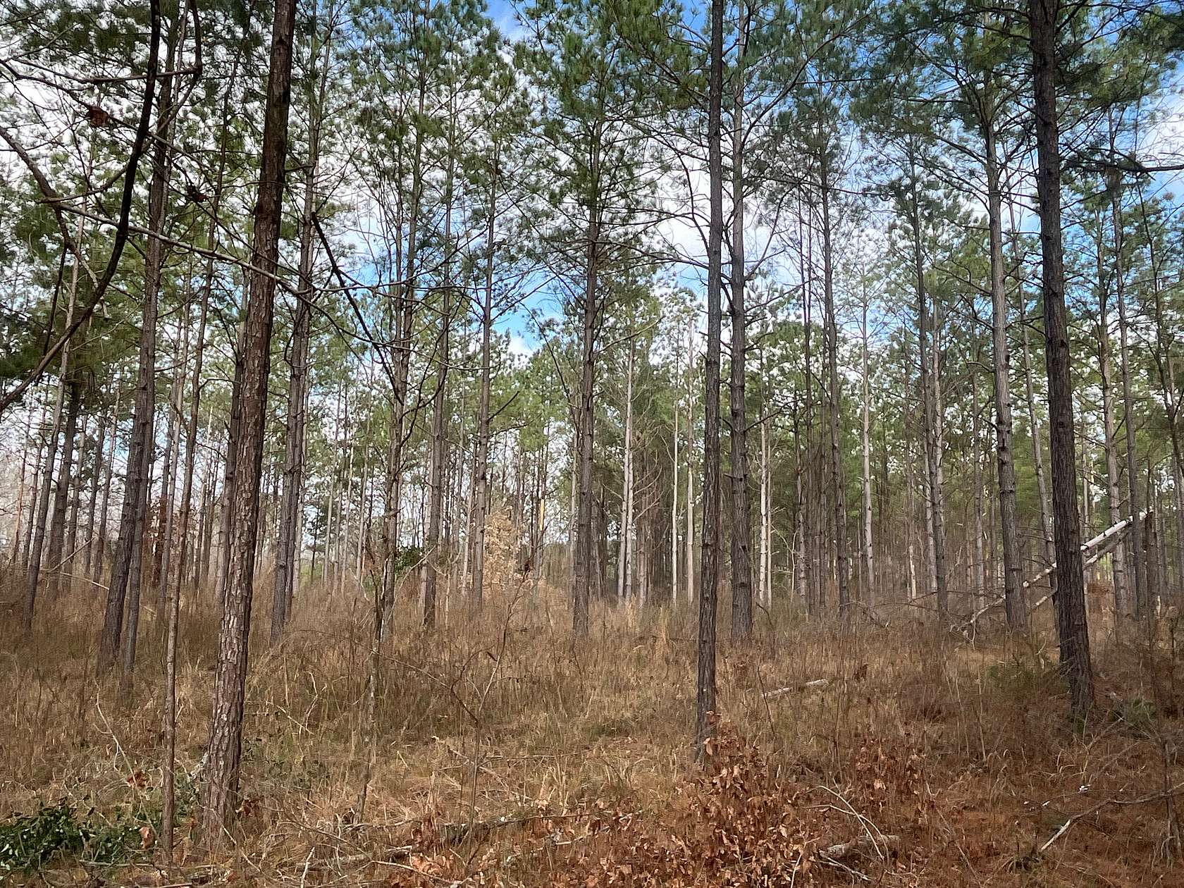 130 Acres of Land for Sale in Brightstar, Arkansas