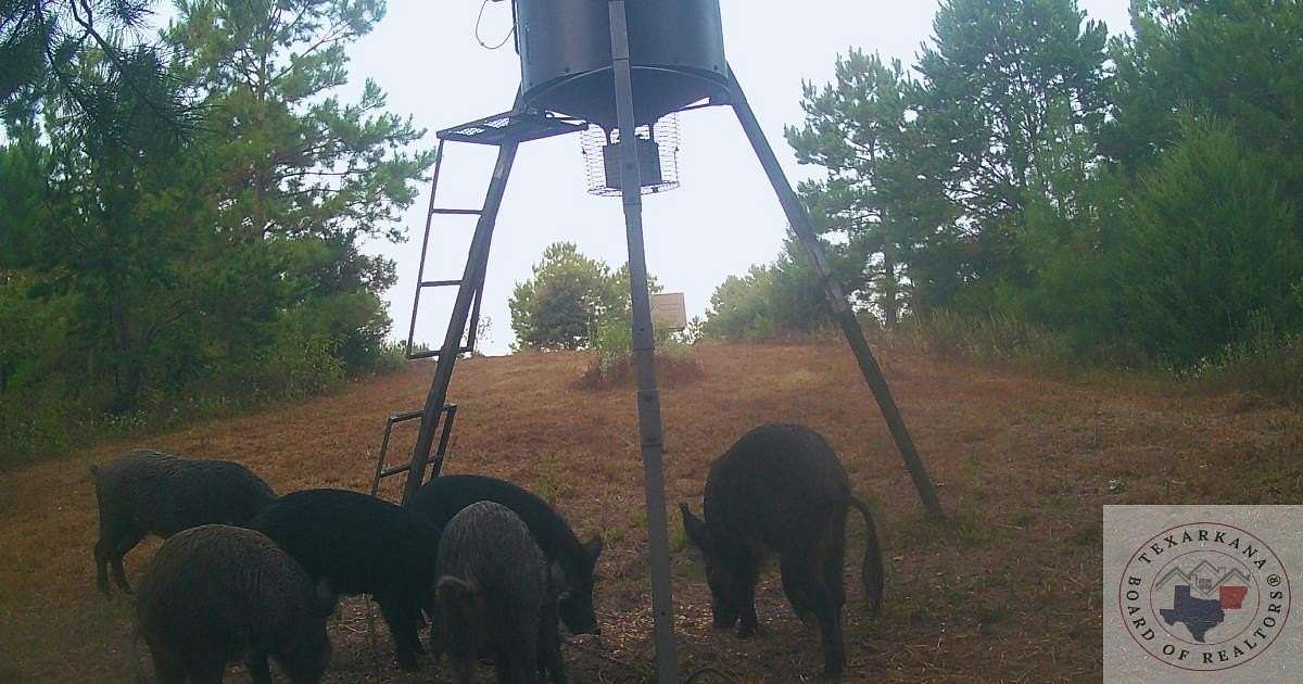 77 Acres of Recreational Land for Sale in Linden, Texas