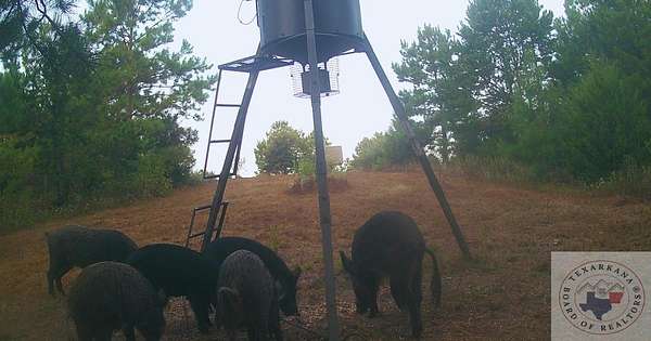 77 Acres of Recreational Land for Sale in Linden, Texas