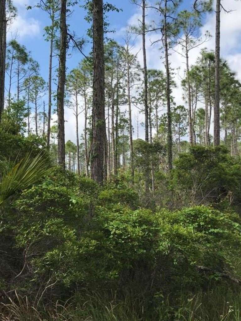 8.7 Acres of Land for Sale in Eastpoint, Florida