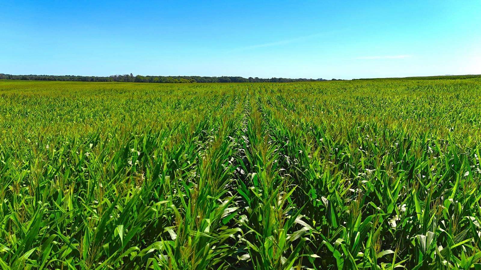 36.6 Acres of Recreational Land & Farm for Sale in Fredericksburg, Iowa