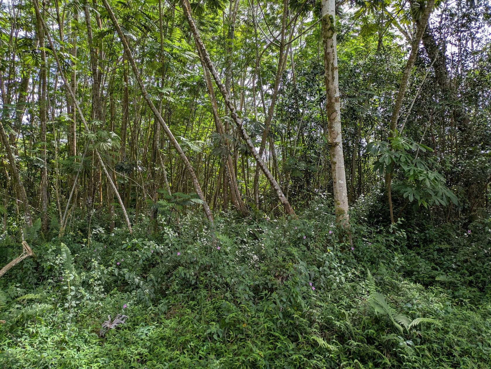 0.18 Acres of Residential Land for Sale in Pahoa, Hawaii