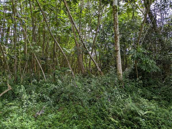 0.18 Acres of Residential Land for Sale in Pahoa, Hawaii