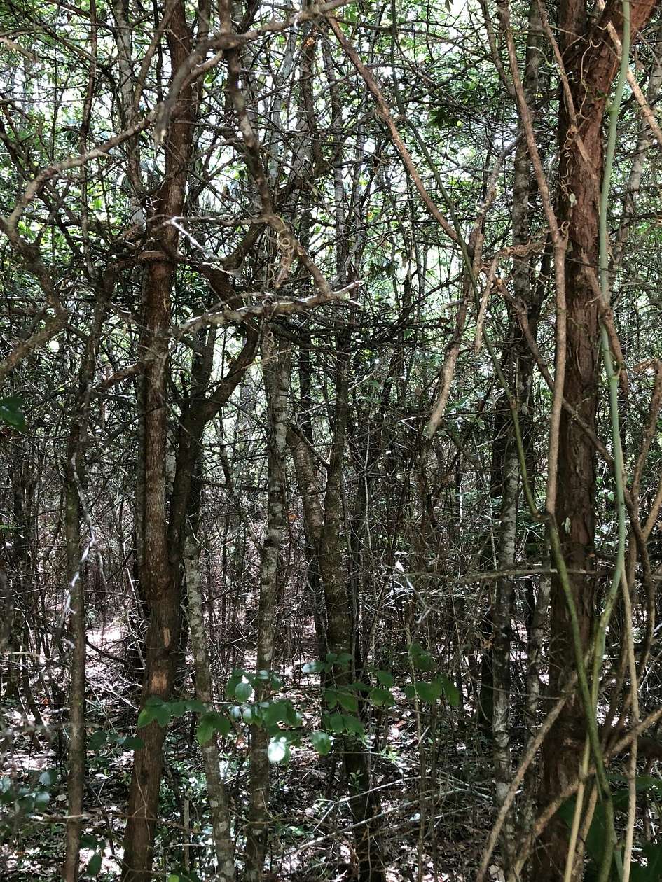 14.6 Acres of Land for Sale in Baker, Florida