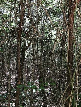 14.6 Acres of Land for Sale in Baker, Florida