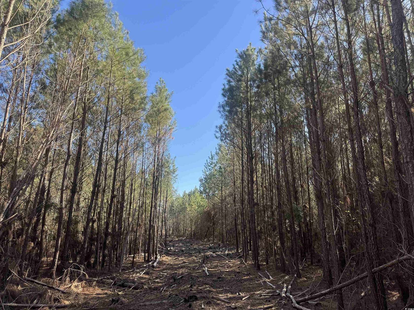 23.2 Acres of Recreational Land for Sale in Nichols, South Carolina