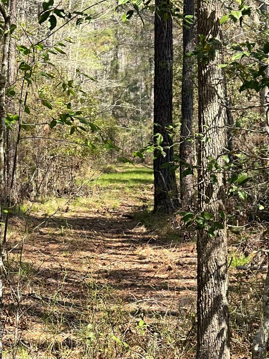 10 Acres of Land for Sale in Garnett, South Carolina