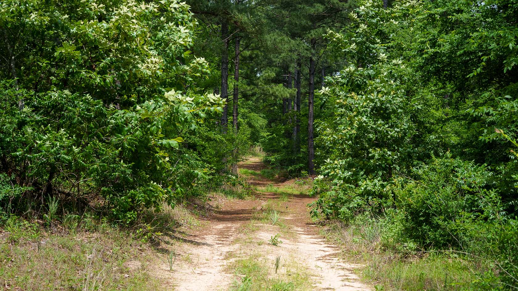 699 Acres of Land for Sale in Ben Wheeler, Texas