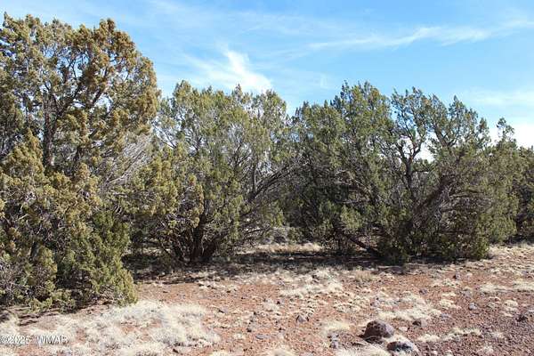 10 Acres of Residential Land for Sale in Concho, Arizona