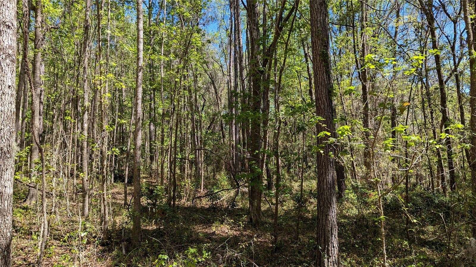 5 Acres of Residential Land for Sale in Gainesville, Florida