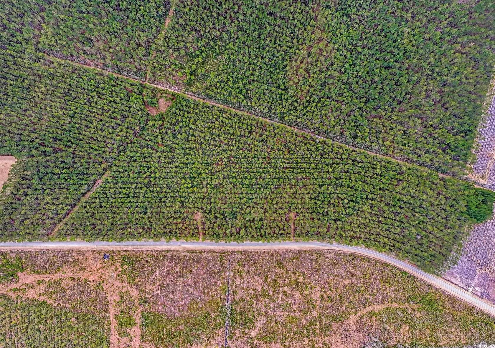 10 Acres of Residential Land for Sale in Galivants Ferry, South Carolina