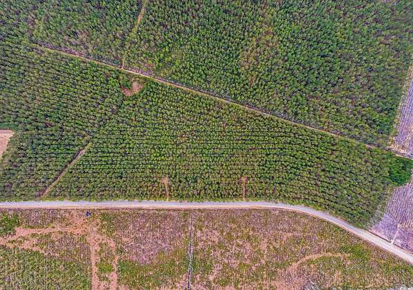 10 Acres of Residential Land for Sale in Galivants Ferry, South Carolina
