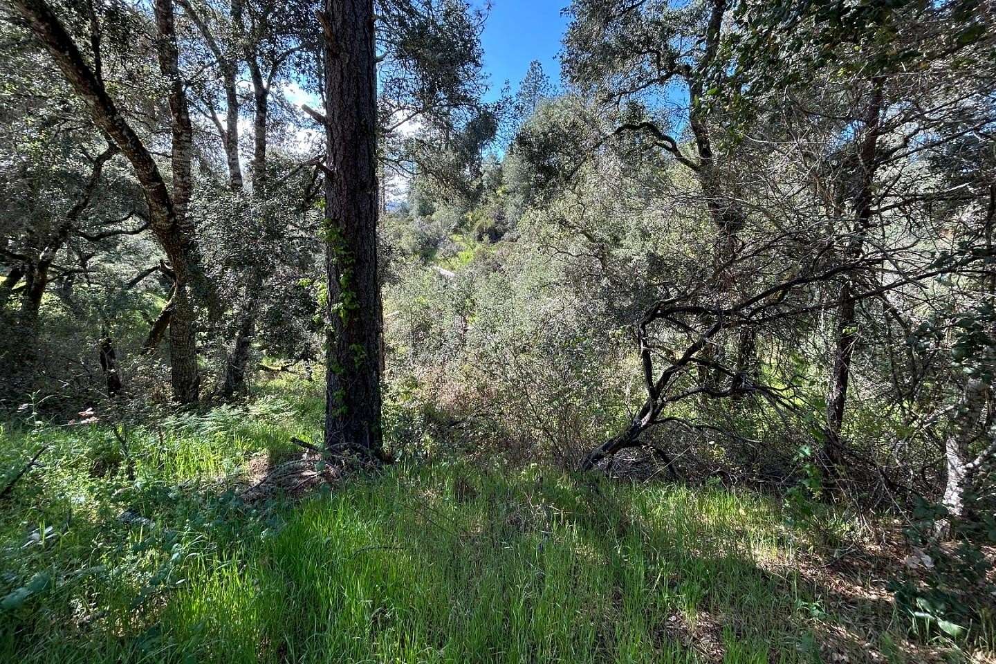 0.73 Acres of Residential Land for Sale in Ben Lomond, California