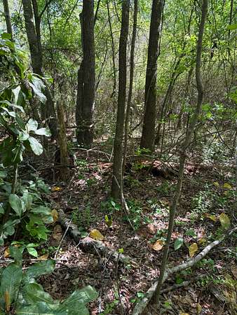 Field view 1