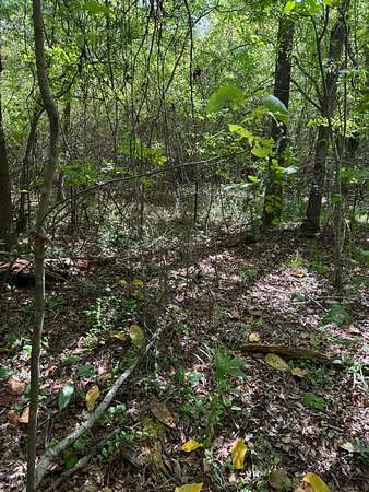 Field view 3