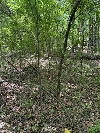 Field view 4