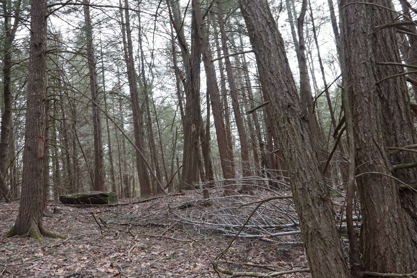 Residential Land for Sale in Lexington, New York