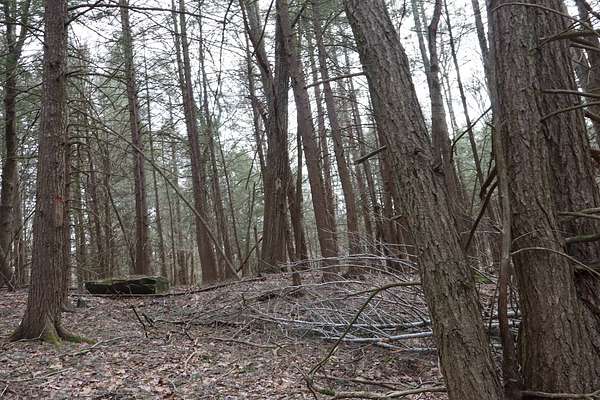 Residential Land for Sale in Lexington, New York