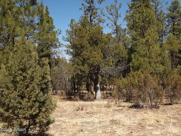 2.5 Acres of Residential Land for Sale in Overgaard, Arizona