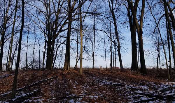 3 Acres of Residential Land for Sale in Chelsea, Michigan