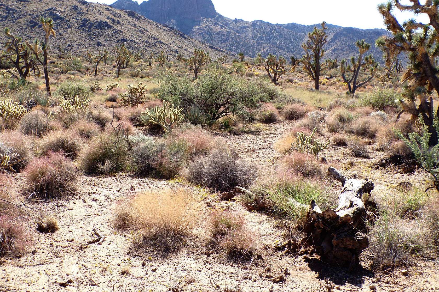 1 Acre of Residential Land for Sale in Dolan Springs, Arizona