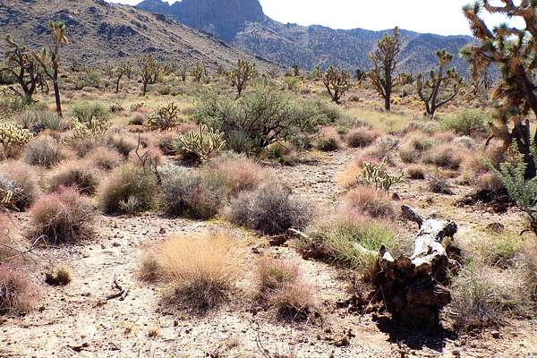 1 Acre of Residential Land for Sale in Dolan Springs, Arizona