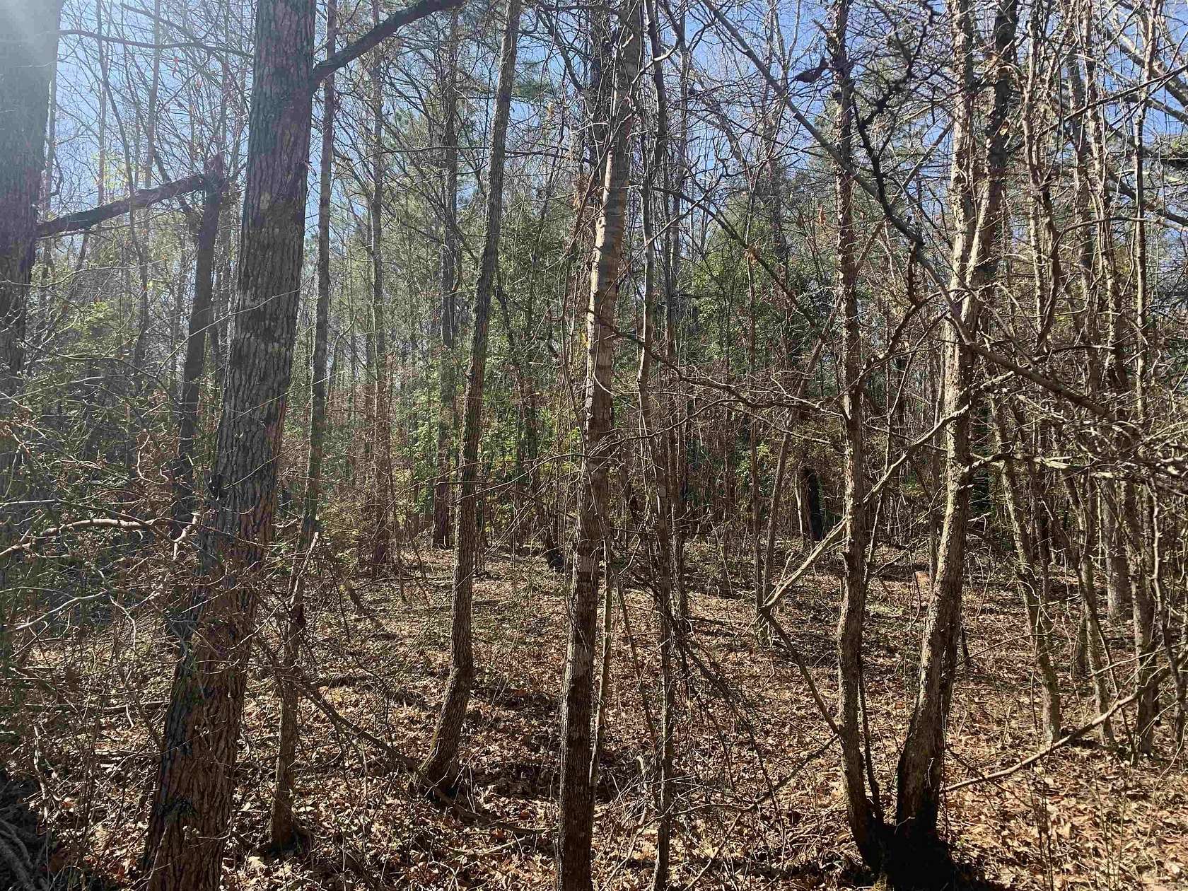 18.6 Acres of Land for Sale in Princeton, Arkansas
