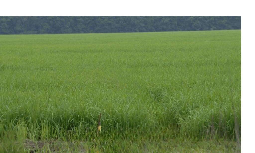 5.4 Acres of Land for Sale in Water Valley, Mississippi