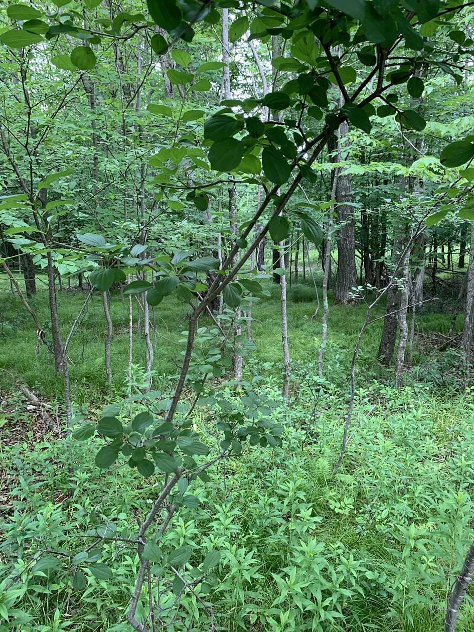 1.58 Acres of Residential Land for Sale in Park Falls, Wisconsin