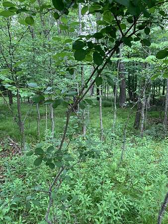1.58 Acres of Residential Land for Sale in Park Falls, Wisconsin