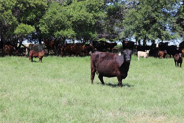 293 Acres of Agricultural & Residential Land for Sale in Henrietta, Texas