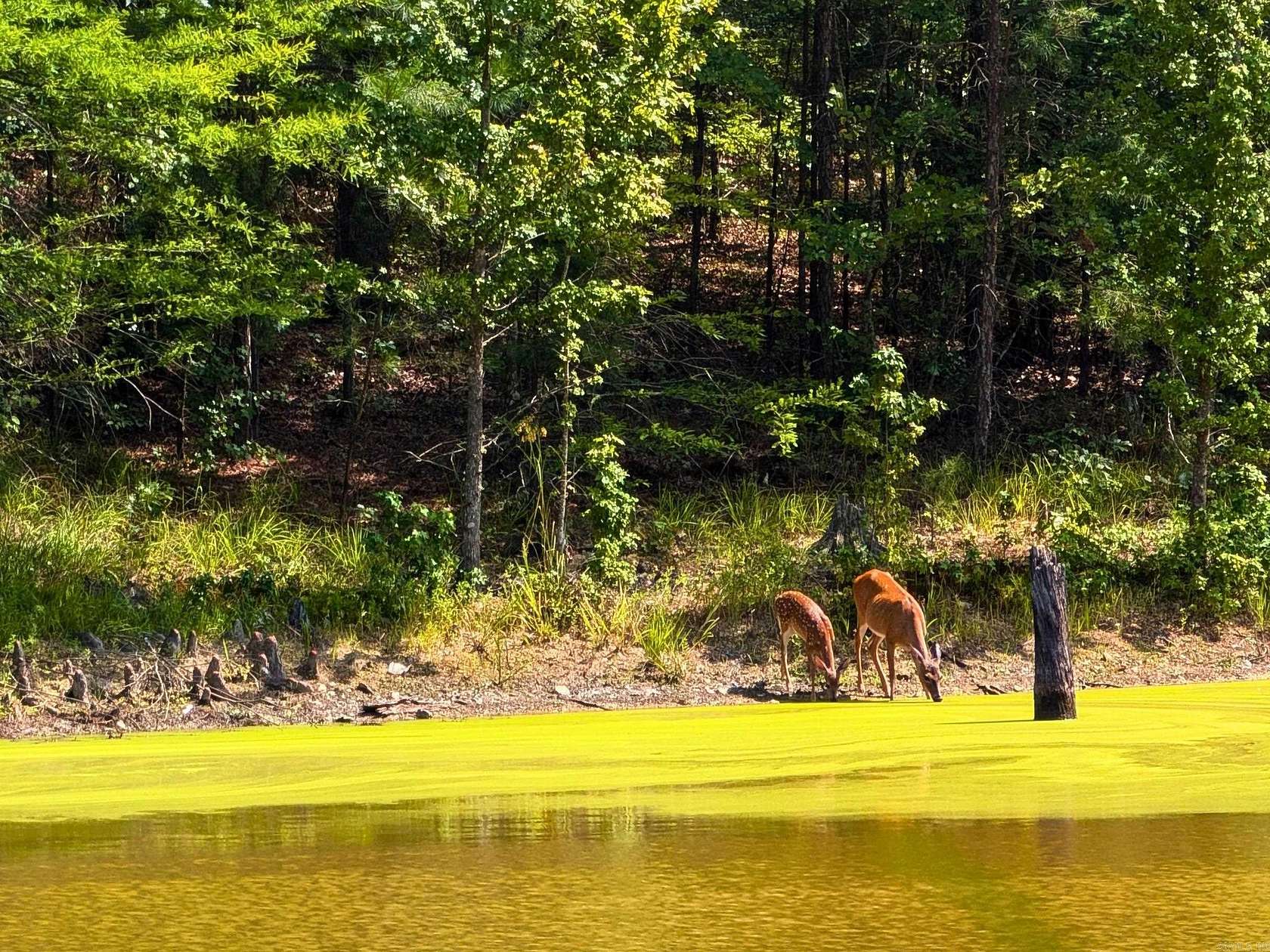 14.5 Acres of Land for Sale in Jessieville, Arkansas