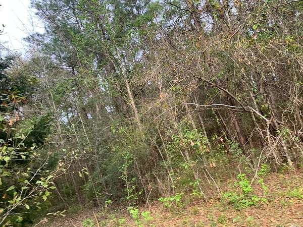 20 Acres of Agricultural Land for Sale in Caryville, Florida
