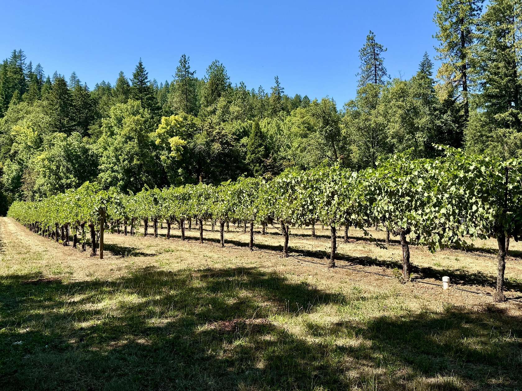 9.89 Acres of Residential Land with Home for Sale in Cave Junction, Oregon