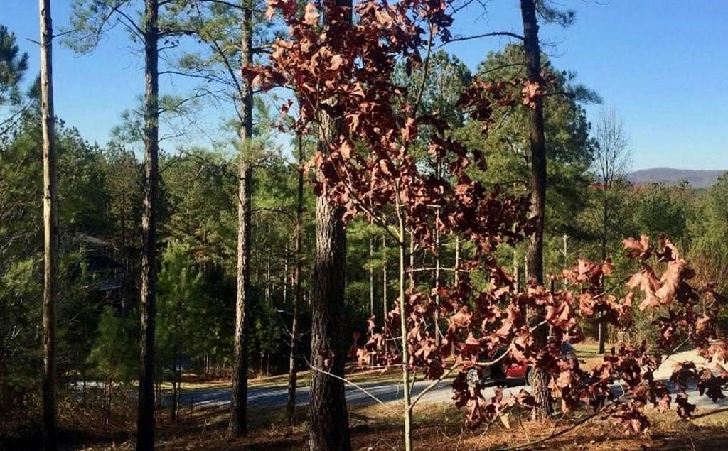 1 Acre of Land for Sale in Blairsville, Georgia