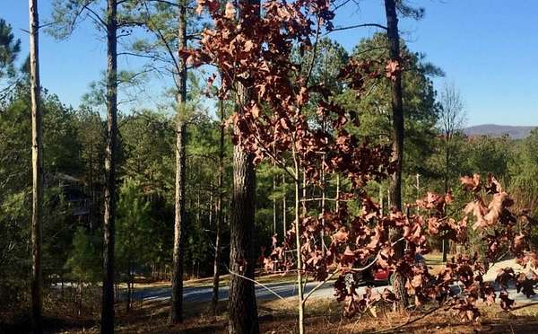 1 Acre of Land for Sale in Blairsville, Georgia