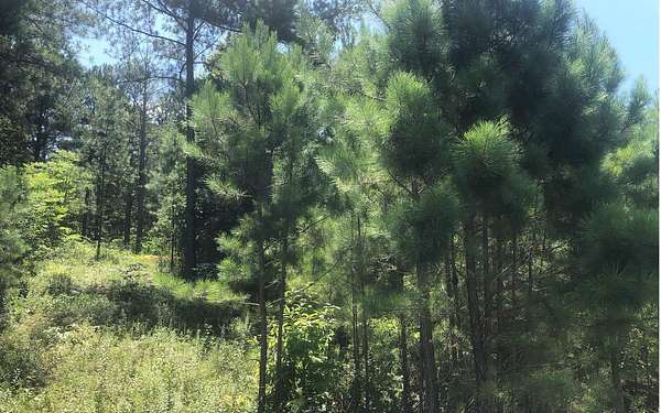 1 Acre of Residential Land for Sale in Blairsville, Georgia